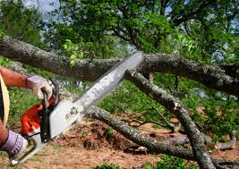 How Our Tree Care Process Works  in  Seminole, FL