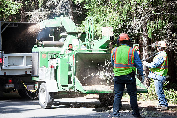 Best Arborist Consultation Services  in Seminole, FL