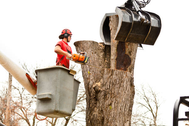 Tree and Shrub Care in Seminole, FL